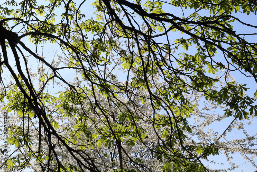 Recently budded green young leaves over branches against a deep blue sky during spring in Allea Park in Novara, Piedmont, Italy Recently budded green young leaves over branches against a deep blue sky during spring in Allea Park in Novara, Piedmont, Italy