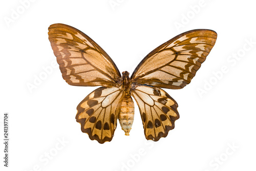 Giant butterfly Ornithoptera priamus isolated on white background