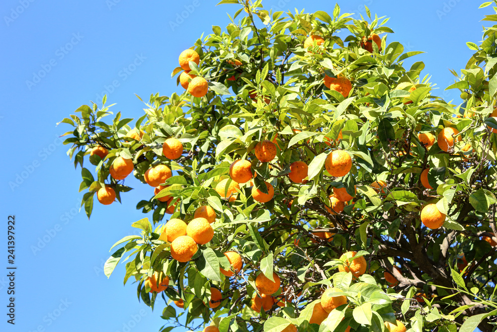 An orange tree with fruits on the branches ans green leaves during a sunny summer day in Zaragoza, Spain