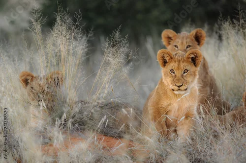 Obraz Lwie młode (Panthera leo). Kalahari, Republika Południowej Afryki