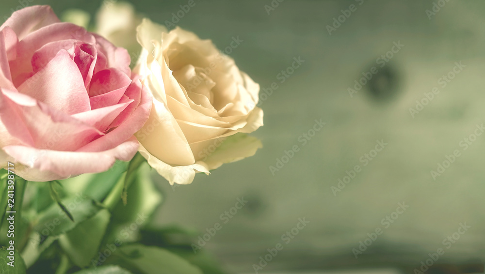 Fototapeta premium Dwie róże, zapisywalne w tle