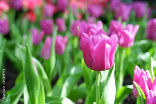 colorful tulip flower background
