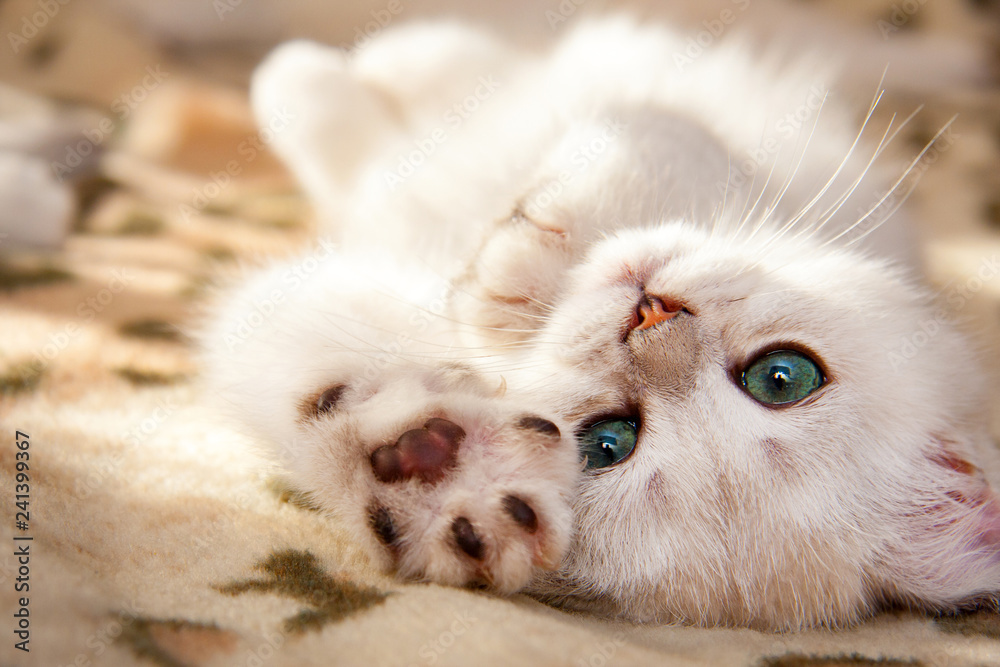 A small white British kitten lies upside down with his foot forward