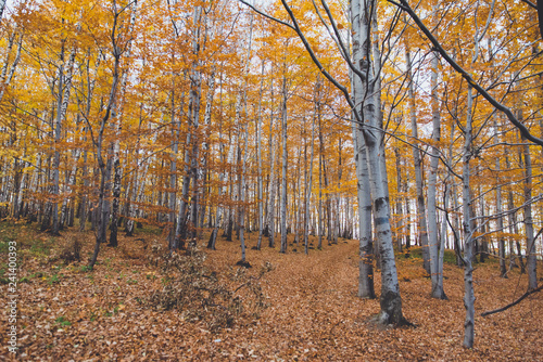 Fototapeta Naklejka Na Ścianę i Meble -  Jesień