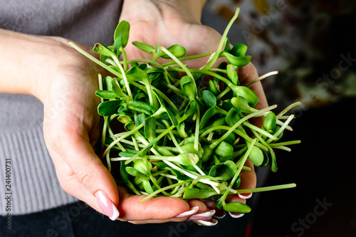 microgreen sunflower sprouts in female hands for healthy eating photo