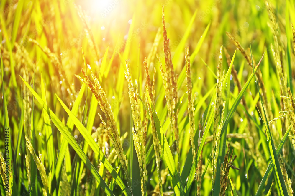 Fototapeta premium Close-up of yellow paddy rice field waiting for harvest in Thailand