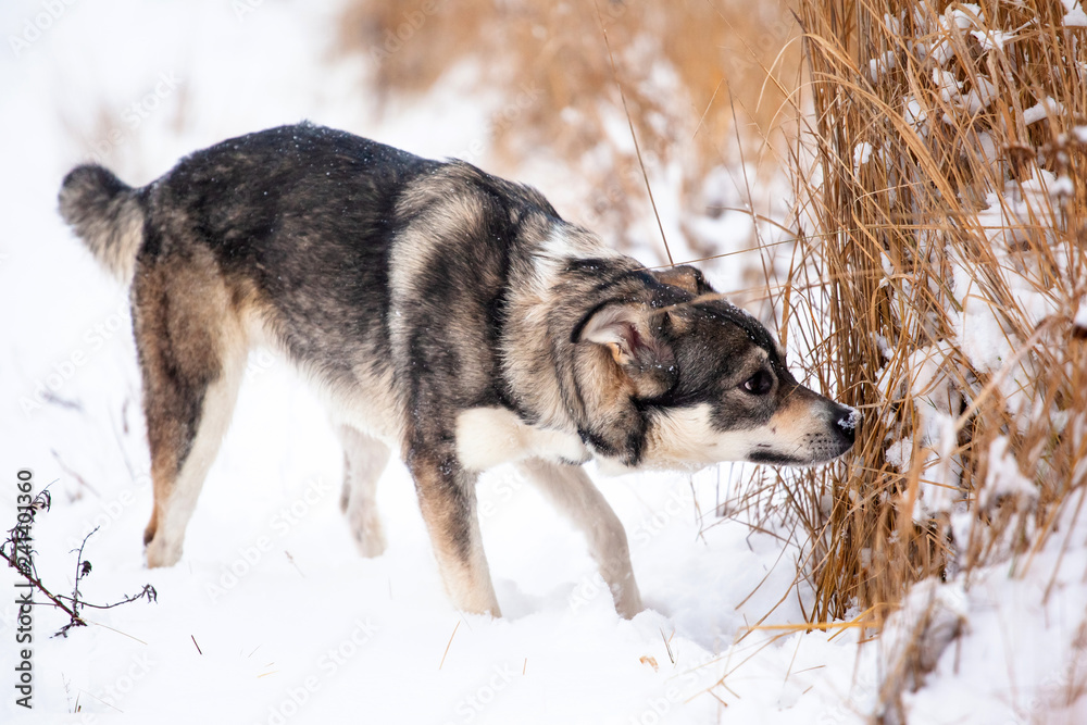 Naklejka premium A happy dog of breed West Siberian Laika is looking for a trail by smell on a snow-covered field.