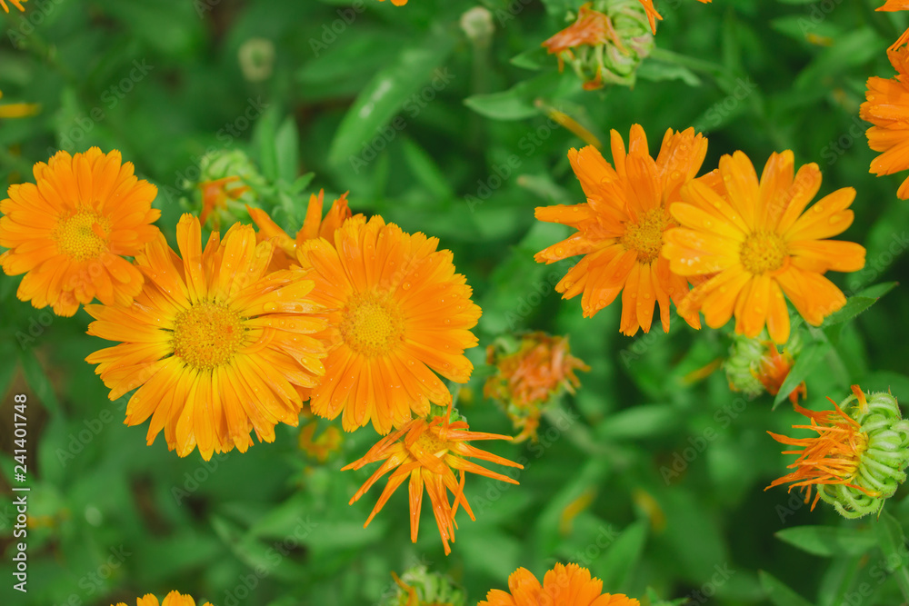 calendula growing in the garden, close-up, day, top view calendula growing in the garden, close-up, day, top view