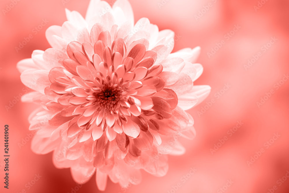 Dahlia living coral flowers close up for yellow background. Dahlia living coral flowers close up for yellow background.