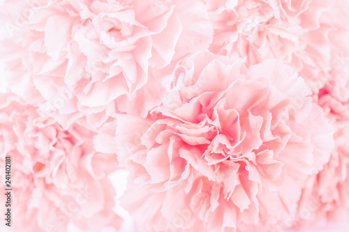 Soft focus of close up pink pastel carnation flower