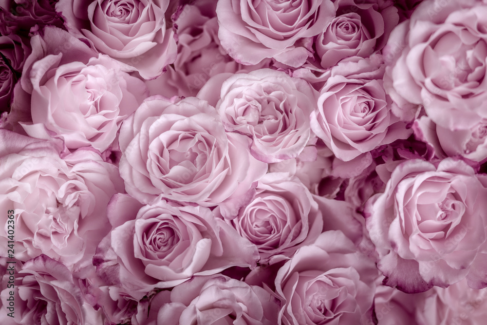 Rosen in pink, Hintergrund Rosen in pink, Hintergrund