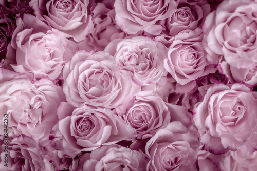 Rosen in pink, Hintergrund