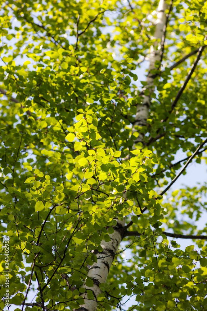 Fototapeta premium spring birch foliage