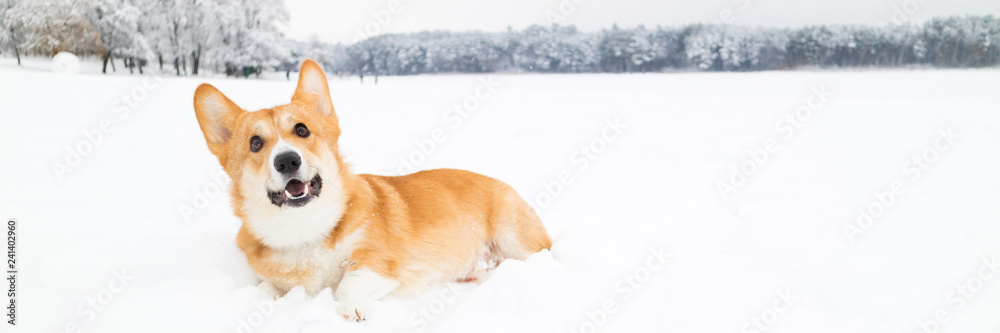 Welsh corgi pembroke on snow in winter landscape. Corgi dog posing in snowy winter nature. Copy space