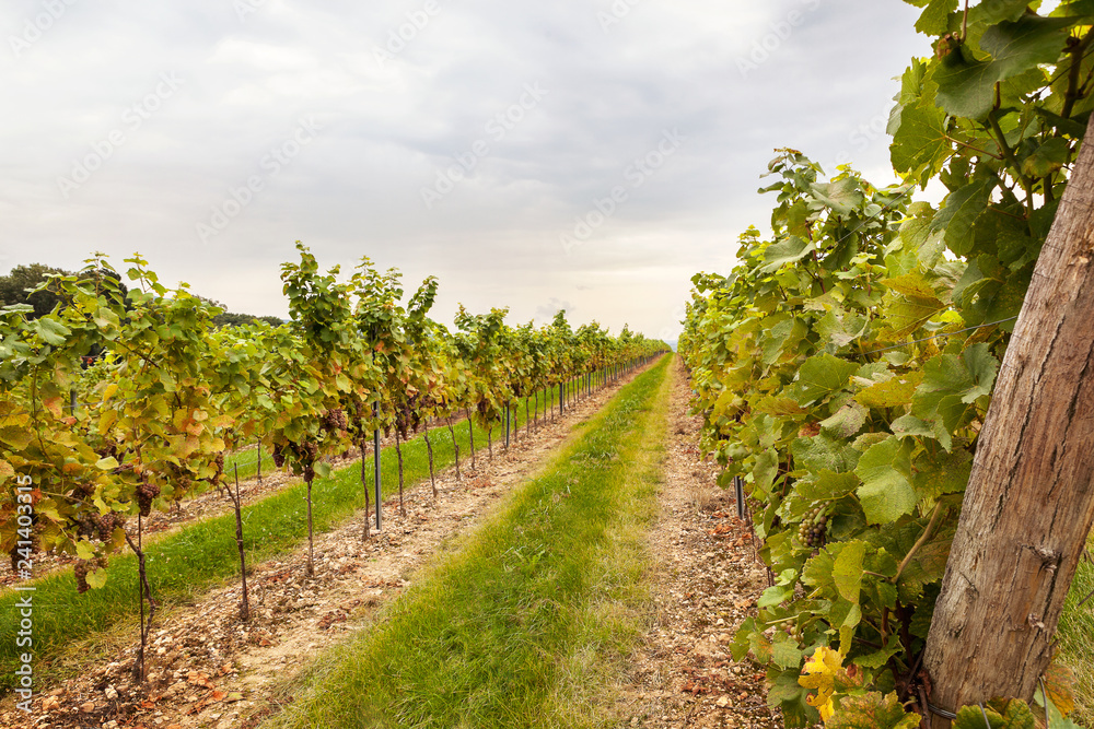 Vineyard with ripe grapes in countryside.