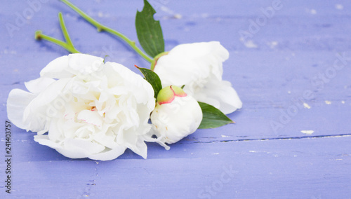 peonies on wooden background