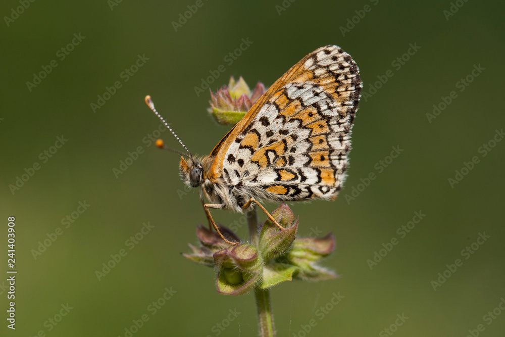 butterfly wing nature butterfly wing nature