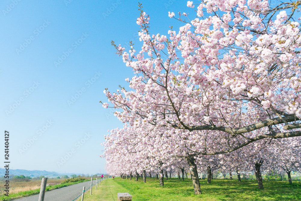 Beautiful cherry blossom trees or sakura blooming beside the country road in spring day. Beautiful cherry blossom trees or sakura blooming beside the country road in spring day.