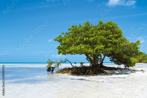 Lonely Tree at Annes Beach at the Florida Keys in Florida photo