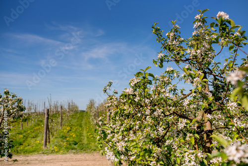 Blooming apple trees in the orchard in the spring