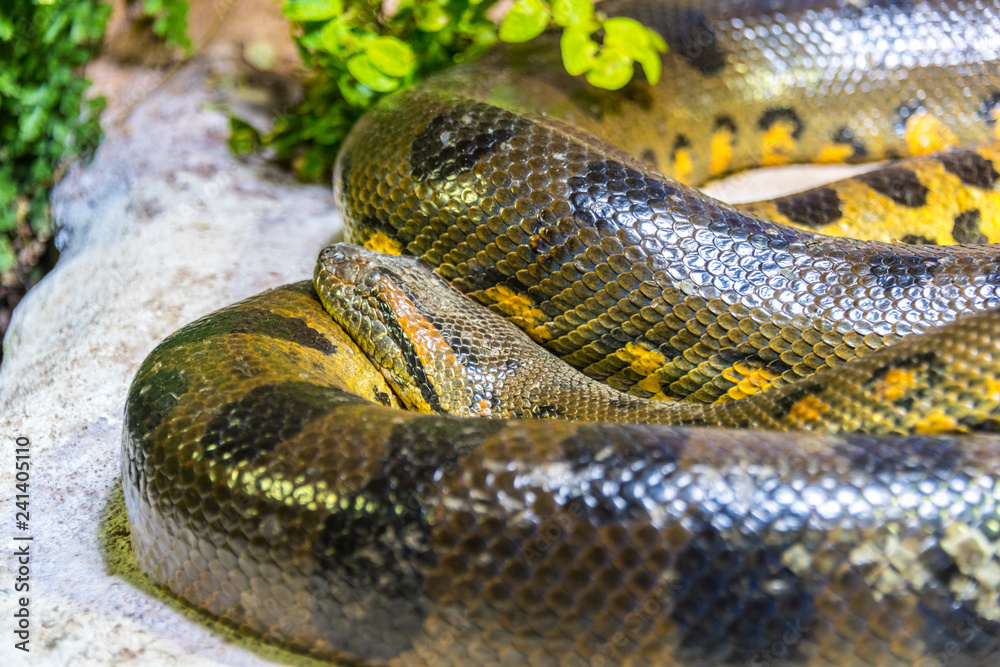 Obraz premium Green Anaconda Snake