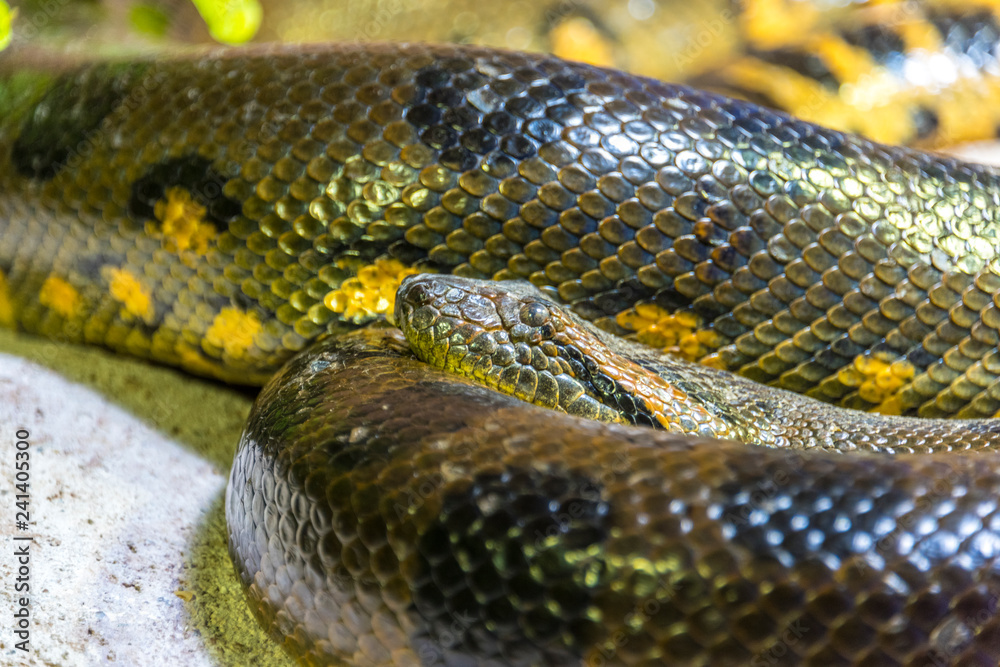 Green anaconda Green anaconda