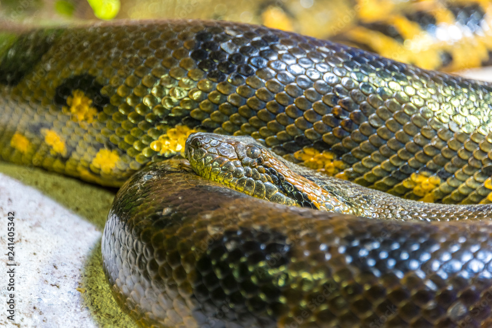 Green anaconda