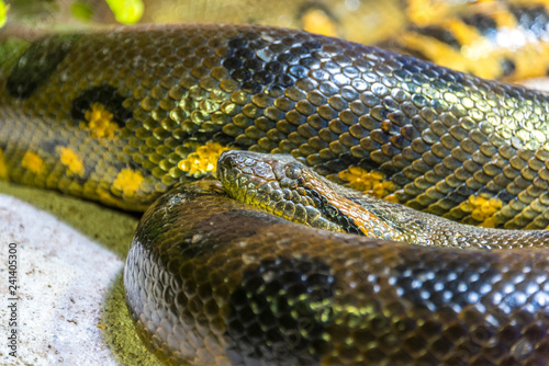 Green anaconda