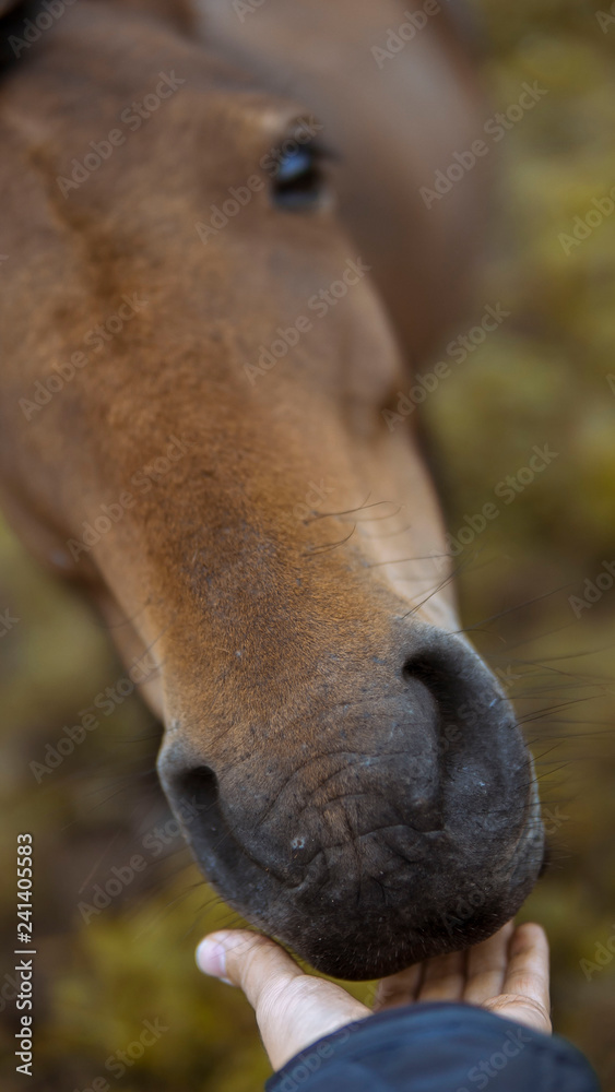 Naklejka premium Horse detail
