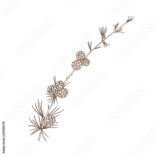 Hand drawn natural drawing of larch branch with needle-like foliage and cones