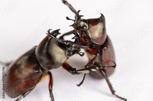 Beetles, Insects, Bugs are a group of insects form the order Coleoptera,Animal samples for education in laboratory. photo