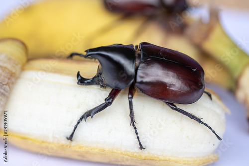 Beetles, Insects, Bugs are a group of insects form the order Coleoptera,Animal samples for education in laboratory. photo