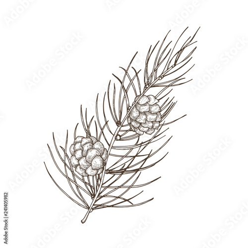 Hand drawn beautiful botanical drawing of pine branch with needle-like foliage and cones