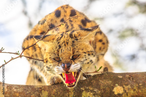 Serval angry on a tree in nature habitat. The scientific name is Leptailurus serval. The Serval is a spotted wild cat native to Africa. Blurred background.