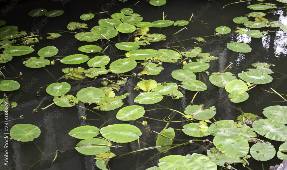 Leaves on lake Leaves on lake