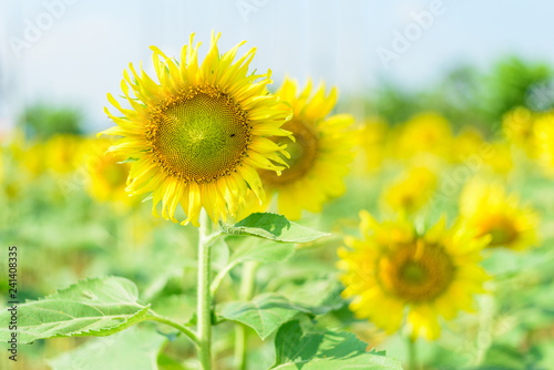 Fototapeta Naklejka Na Ścianę i Meble -  Fresh sunflower with blue sky in sunshine day