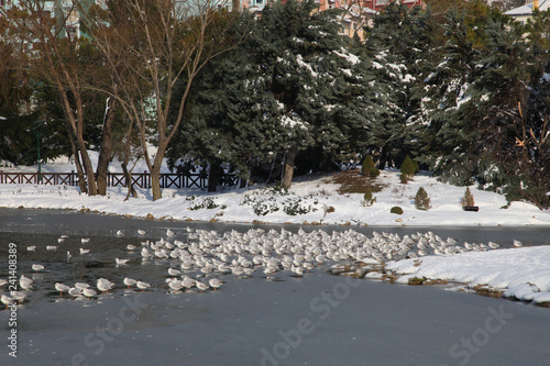 Wallpaper Mural White birds on frozen lake at a snowy day. Torontodigital.ca