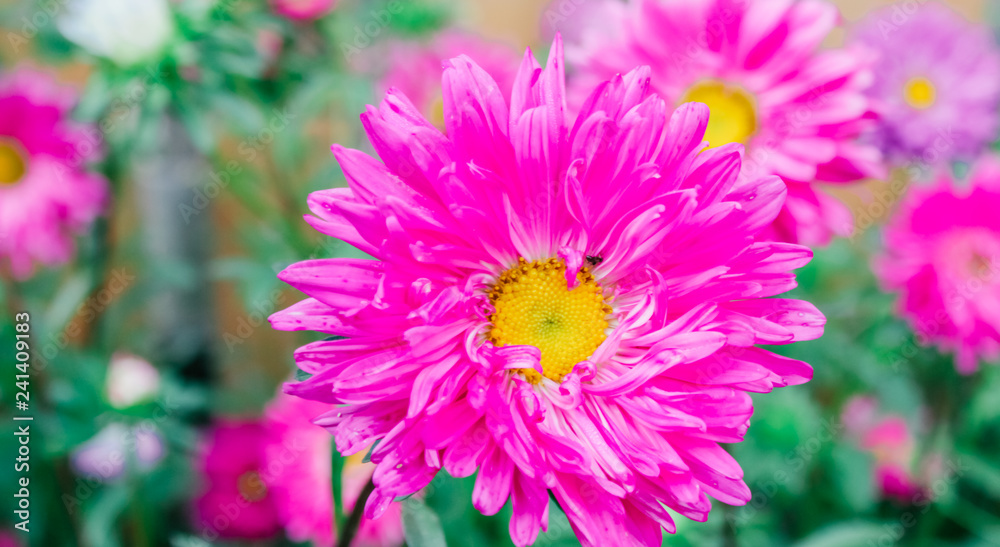 asters in the garden,spring tenderness mother's day asters in the garden,spring tenderness mother's day