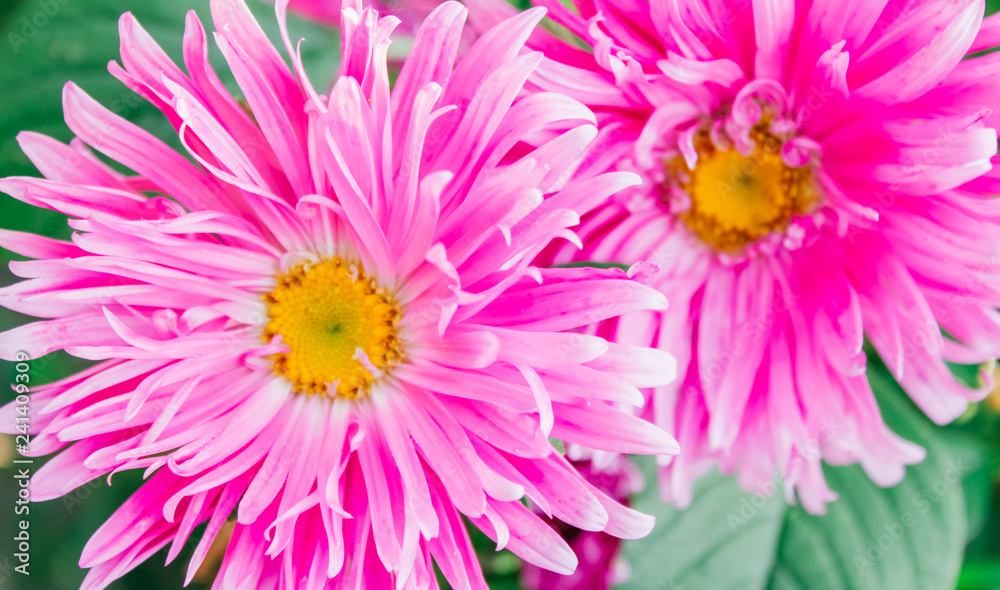 asters in the garden,spring tenderness mother's day asters in the garden,spring tenderness mother's day