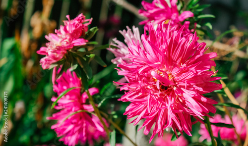 asters in the garden,spring tenderness mother's day