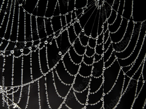 Closeup of dew drops on white spider web against black background