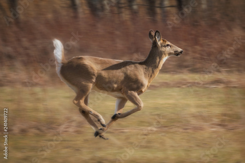 Fast running deer in field near forest