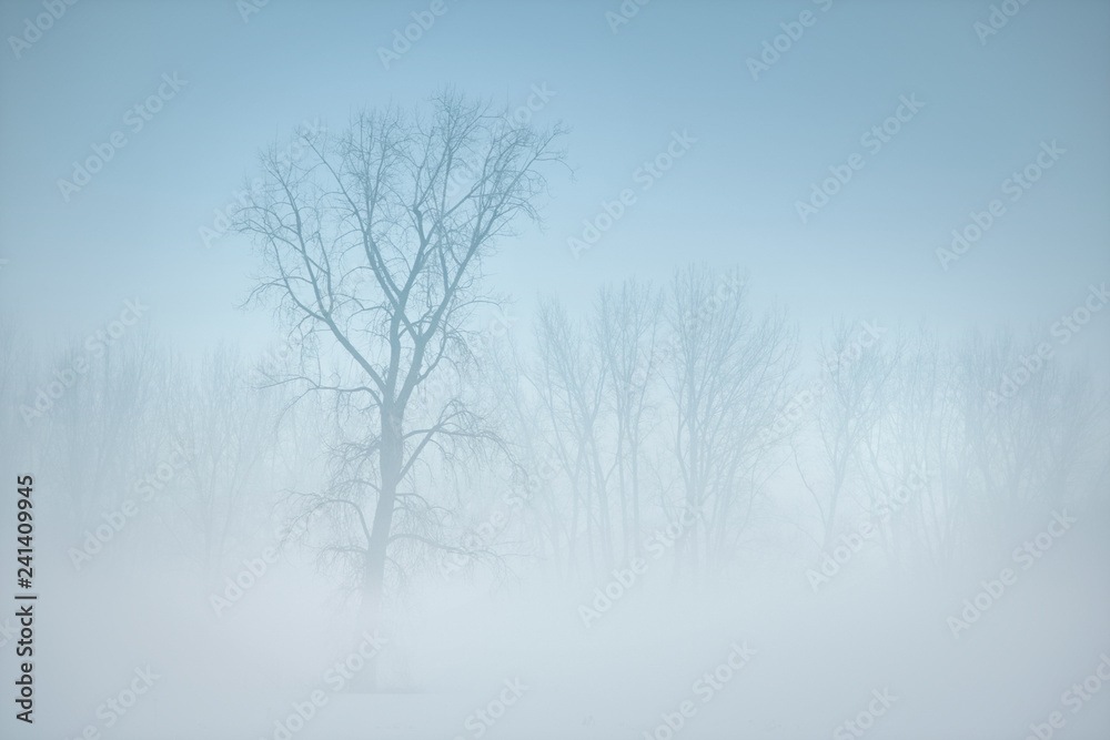 Trees in winter fog