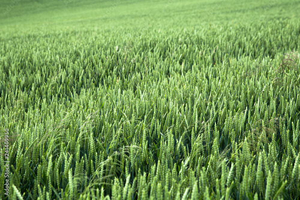 Green field of rye Green field of rye