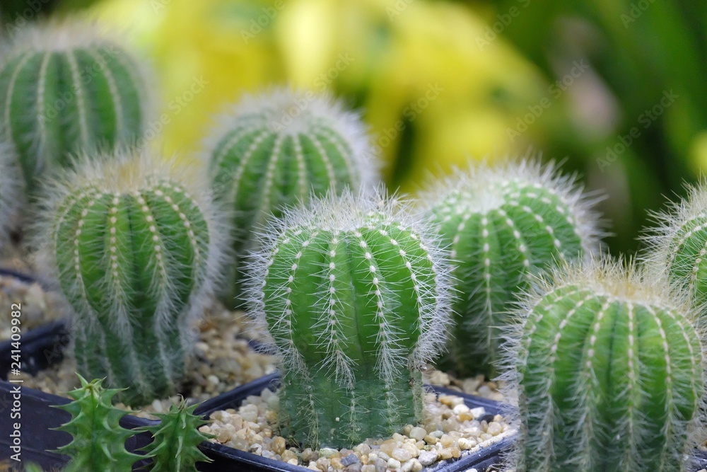 A group of cactus flower growing in a pot with blur green and yellow background A group of cactus flower growing in a pot with blur green and yellow background