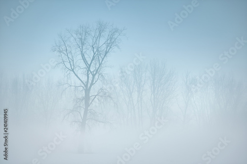 Trees in winter fog