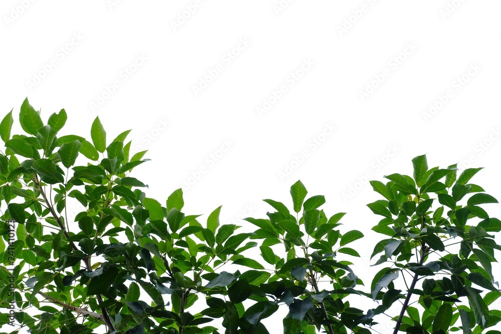 Tropical tree leaves with branches on white isolated background for green foliage backdrop Tropical tree leaves with branches on white isolated background for green foliage backdrop