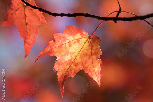 Closeup of backlit red maple leaves with red and blue natural bokeh behind