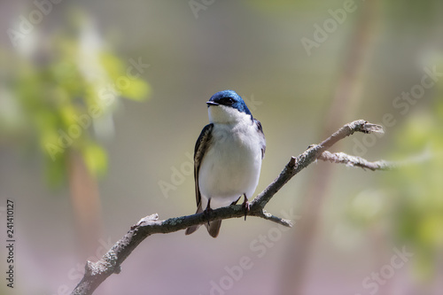 Closeup of gorgeous Tree swallow on tree branch