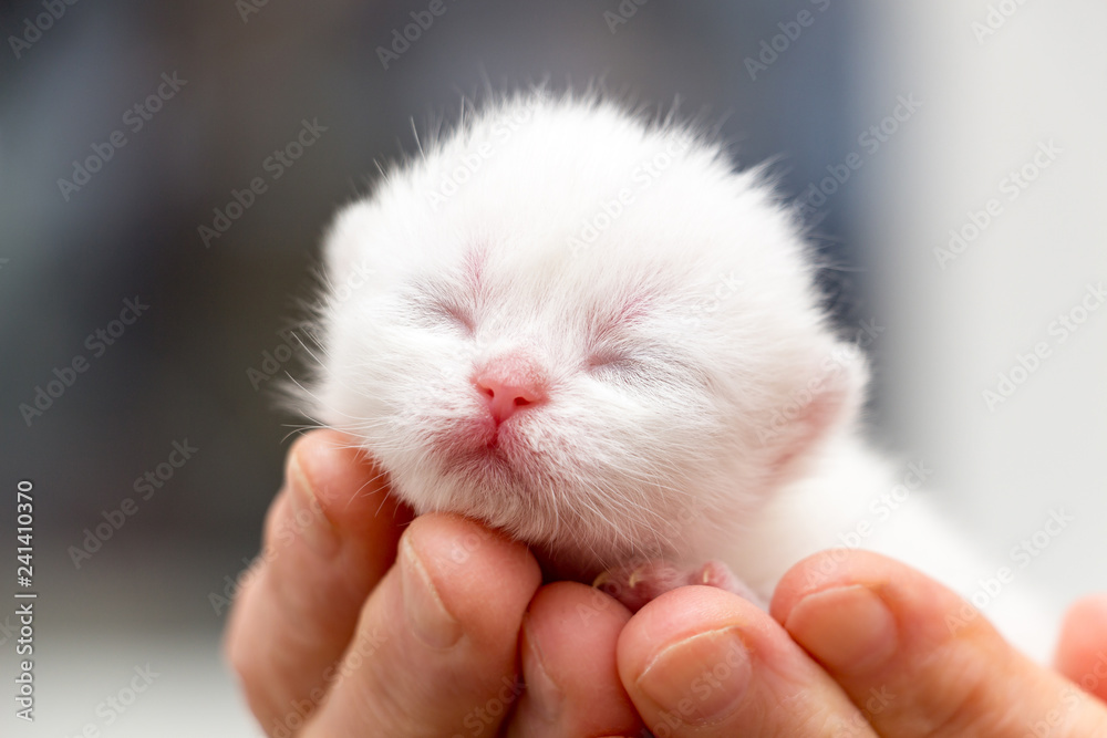 The head of a small newborn white kitten with a pink nose and eyes